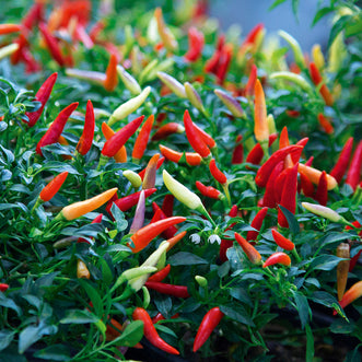 Chilli Thai Hot F1