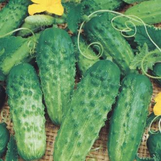 Cucumber Pick A Bushel F1