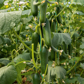 Cucumber Crunchy F1