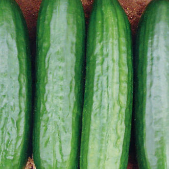 Cucumber Medici F1