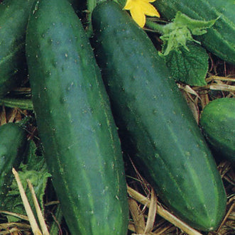 Cucumber Spacemaster