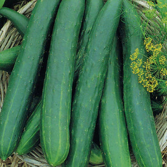 Cucumber Tasty Queen F1