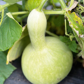 Gourd Large Bottle