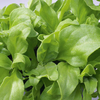 Ice Plant Crystal Leaf