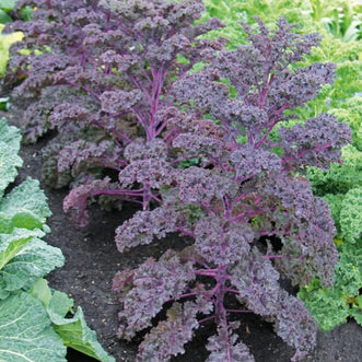 Kale Scarlet