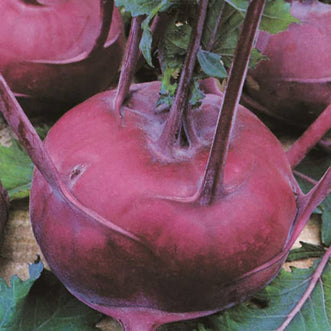 Kohlrabi Early Purple Vienna