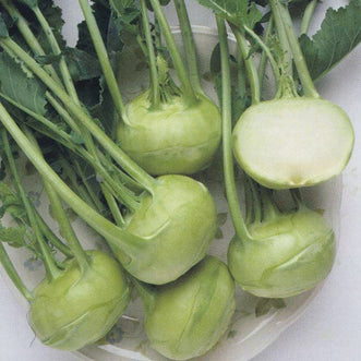 Kohlrabi Grand Duke F1