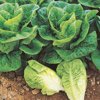 Lettuce Little Gem