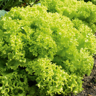 Lettuce Lollo Bionda