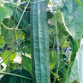 Gourd Luffa Angled Long Ridge F1