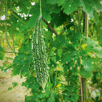 Gourd Bitter Melon Keelen F1 (treated seed)