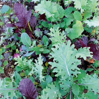 Mesclun Kale Blend