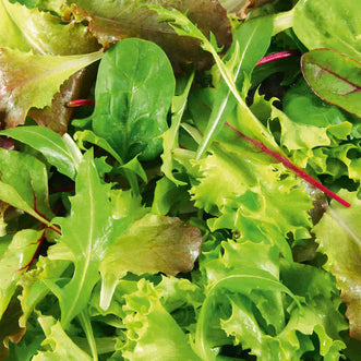 Mesclun Lettuce Blend