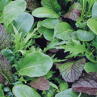 Mesclun Oriental Blend