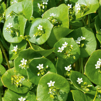 Miner's Lettuce