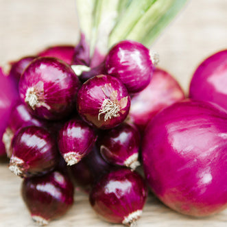 Onion Purplette
