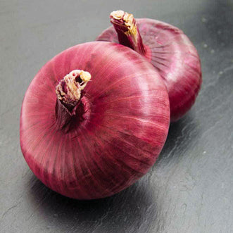 Onion Red Brunswick