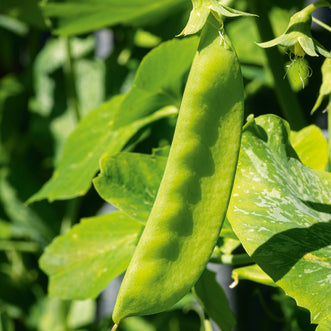 Snow Pea Goliath