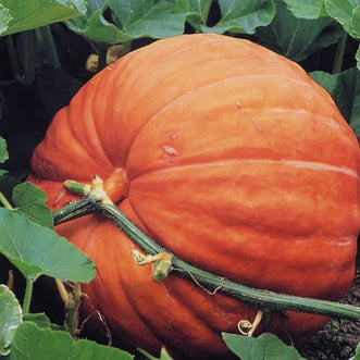 Pumpkin Atlantic Giant