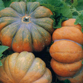 Pumpkin Musquee de Provence