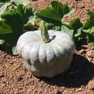 Pumpkin Queensland Blue (treated seed)