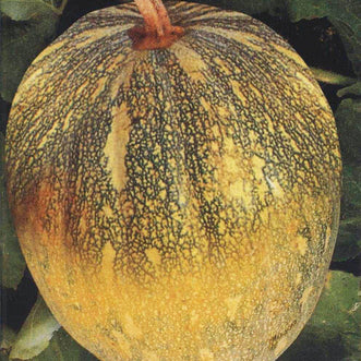 Squash Mumbai Jumbo F1 (treated seed)