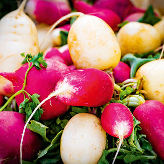 Radish Gourmet Blend