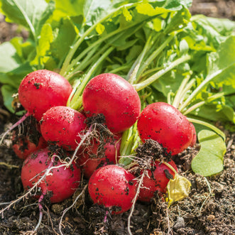 Radish Red Cherry F1