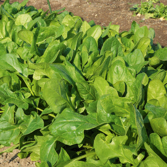 Spinach Winter Upright F1