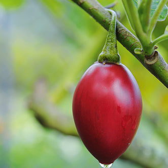 Tamarillo Large Red