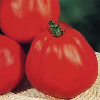 Tomato Albenga Oxheart