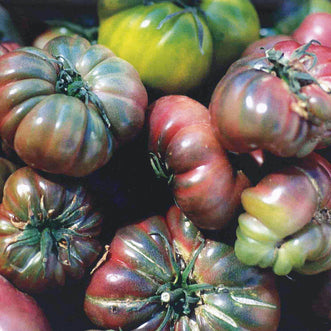 Tomato Black Krim