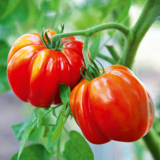 Tomato Marmande