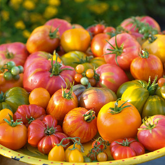 Tomato Rainbow Blend