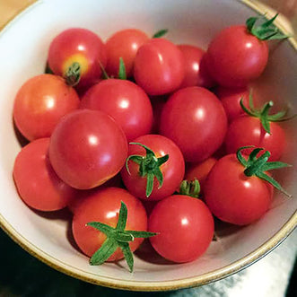 Tomato Baxters Early Bush