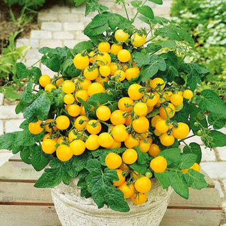 Tomato Golden Cascade