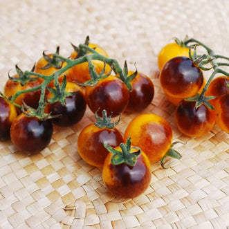 Tomato Indigo Gold Berries