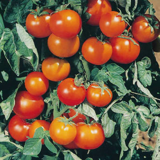 Tomato Orange Cherry F1