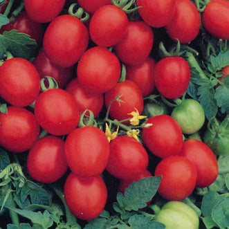 Tomato Sugar Plum F1