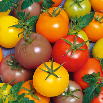 Tomato Rainbow Cherry Mix