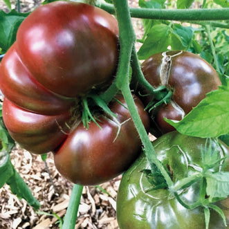 Tomato Cherokee Purple