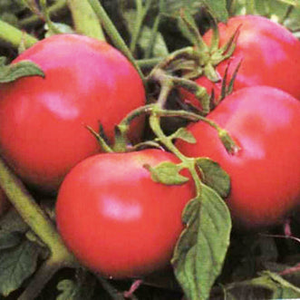 Tomato Russian Red