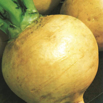 Turnip Golden Ball