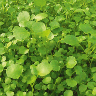 Watercress