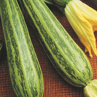 Zucchini Cocozelle