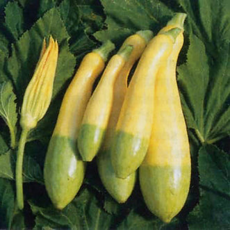 Zucchini Zephyr F1