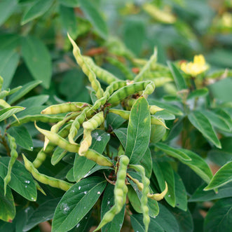 Pigeon Pea