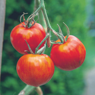 Tomato Tigerella