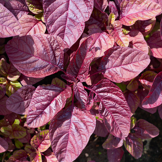 Amaranth Garnet Red