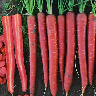 Carrot Nutri-Red F1